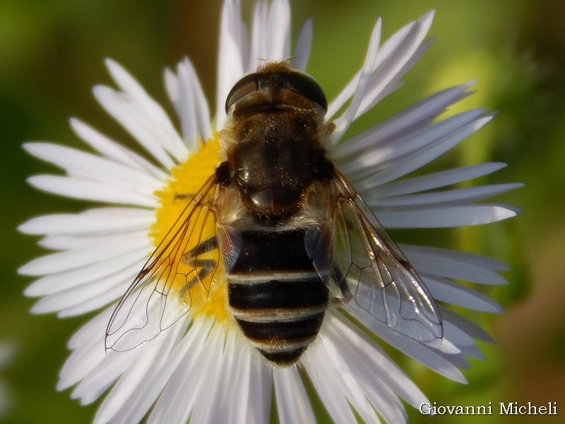 Syrphidae: Eristalis cfr. similis, femmina